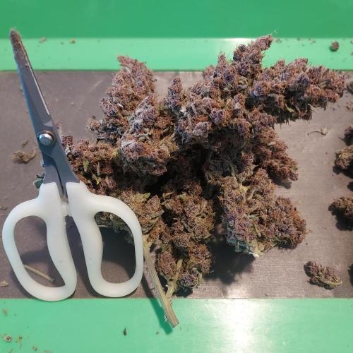 Lemon Cherry Cookies Auto. Week 11 - She was a pleasure to trim!