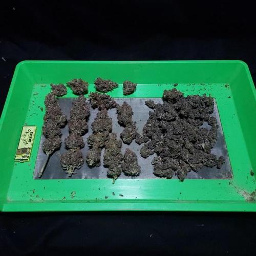 Lemon Cherry Cookies Auto. Week 11 - Common Culture's tray is great!