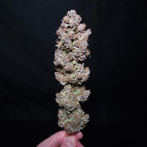 Lemon Cherry Cookies Auto. Week 11 - Main Cola was beautiful