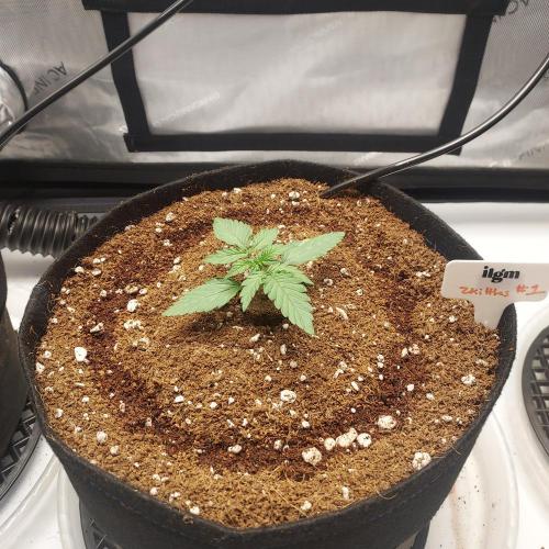 Zkittlez (#1) Auto - Taste the Rainbow. Week 1 - Day 11 - Small? I am not sure, but looks healthy!