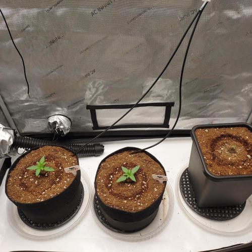 Zkittlez (#1) Auto - Taste the Rainbow. Week 1 - Day 9 (whole tent)