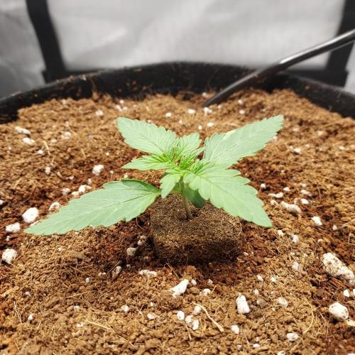 Zkittlez (#1) Auto - Taste the Rainbow. Week 1 - Day 9 - Strong!