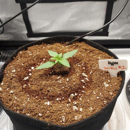 Zkittlez (#1) Auto - Taste the Rainbow. Week 1 - Day 9 - Looking Good