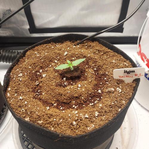 Zkittlez (#1) Auto - Taste the Rainbow. Week 1 - Day 6 - 
