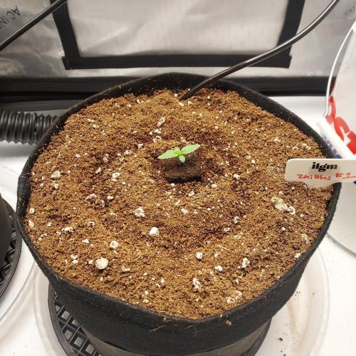 Zkittlez (#1) Auto - Taste the Rainbow. Week 1 - Day 4