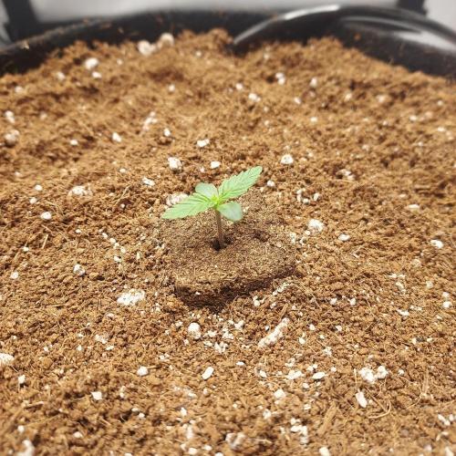 Zkittlez (#1) Auto - Taste the Rainbow. Week 1 - Day 3