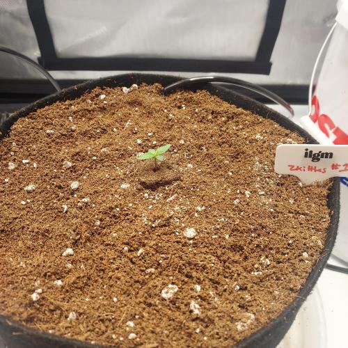 Zkittlez (#1) Auto - Taste the Rainbow. Week 1 - Day 3