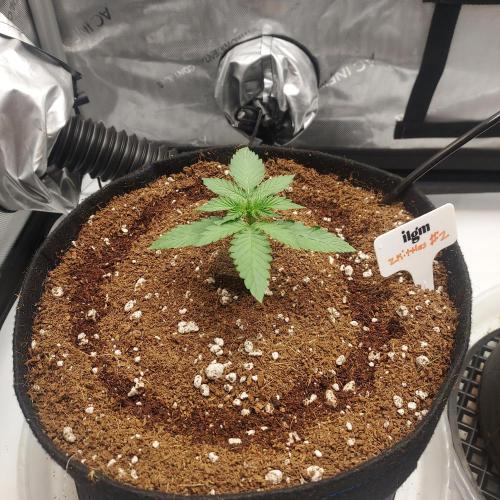 Zkittlez (#2) - Double the Rainbow. Week 1 - Day 11 - Looking healthy!