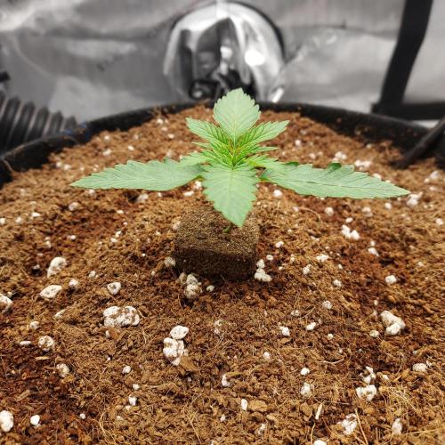 Zkittlez (#2) - Double the Rainbow. Week 1 - Day 9 Happy