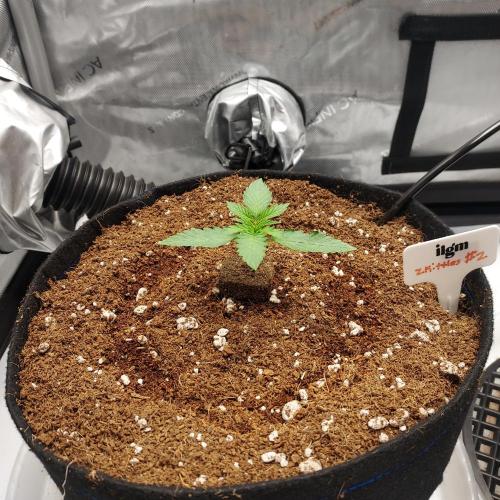 Zkittlez (#2) - Double the Rainbow. Week 1 - Day 9 Happy