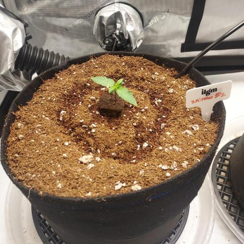 Zkittlez (#2) - Double the Rainbow. Week 1 - Day 6