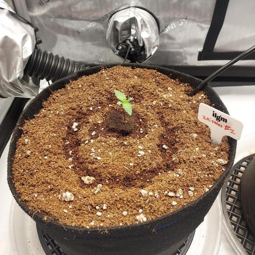 Zkittlez (#2) - Double the Rainbow. Week 1 - Day 6