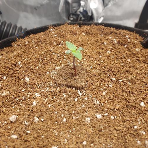 Zkittlez (#2) - Double the Rainbow. Week 1 - Day 3