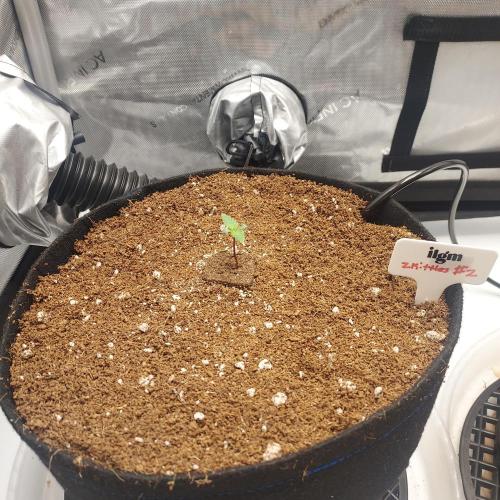 Zkittlez (#2) - Double the Rainbow. Week 1 - Day 3