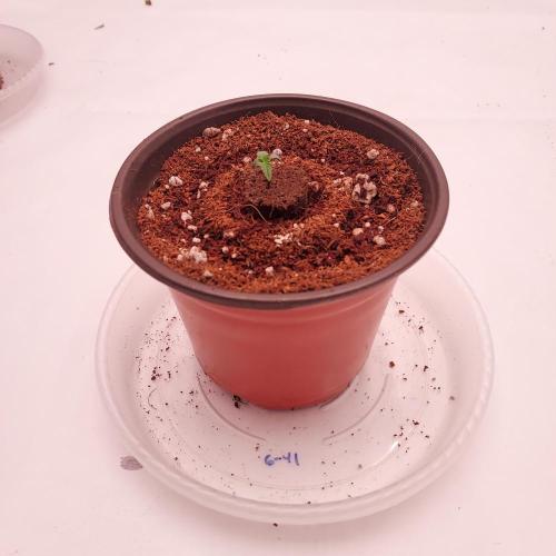Gelato 41 BX Auto. Week 0 - Beautiful Germination Success