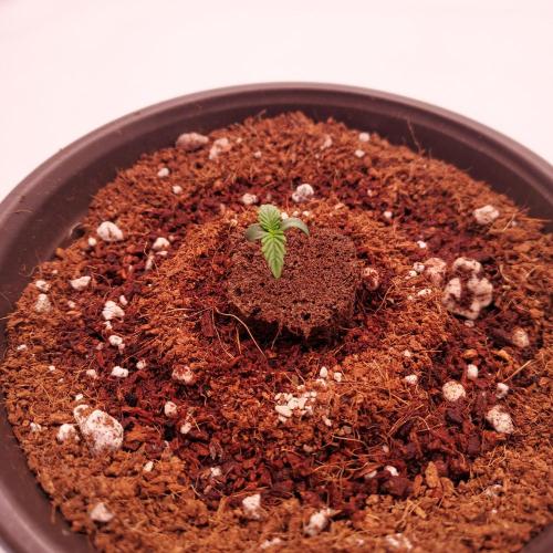 Gelato 41 BX Auto. Week 0 - Beautiful Germination Success