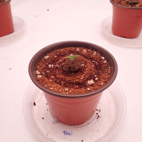 Dos-Si-Dos Auto - Round and Round. Week 0 - Great Germination