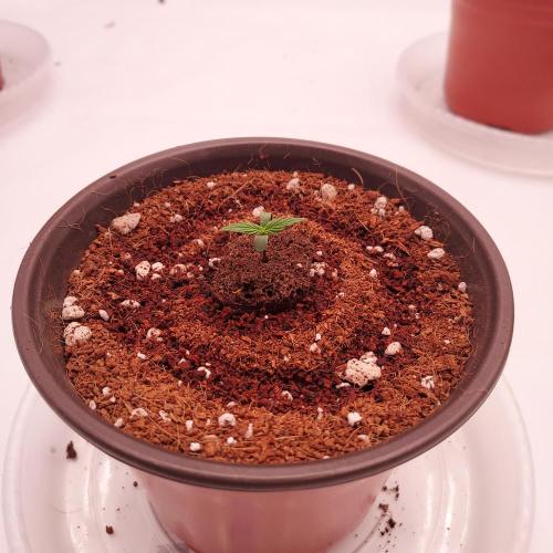 Dos-Si-Dos Auto - Round and Round. Week 0 - Great Germination