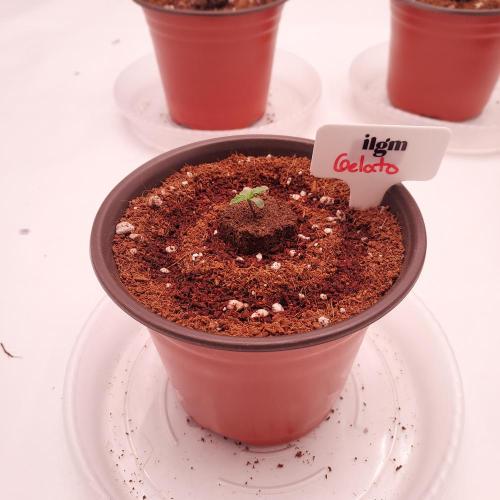 Gelato Auto - I'd Love A Scoop. Week 0 - Successful Germination
