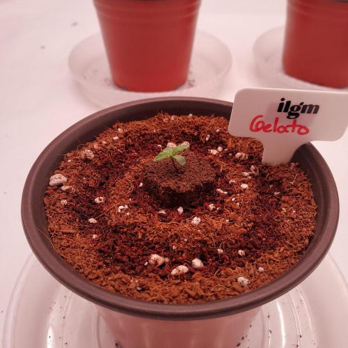 Gelato Auto - I'd Love A Scoop. Week 0 - Successful Germination