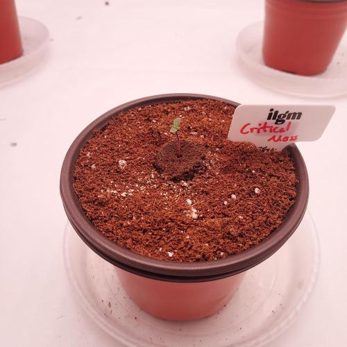 Round #2: Critical Mass CBD Auto. Week 0 - 2 Days Difference, Still Strong