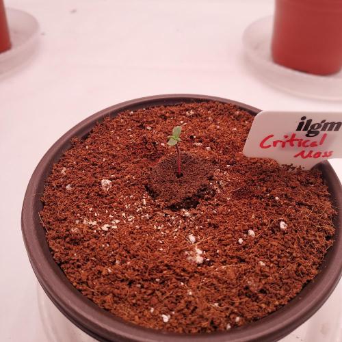 Round #2: Critical Mass CBD Auto. Week 0 - 2 Days Difference, Still Strong