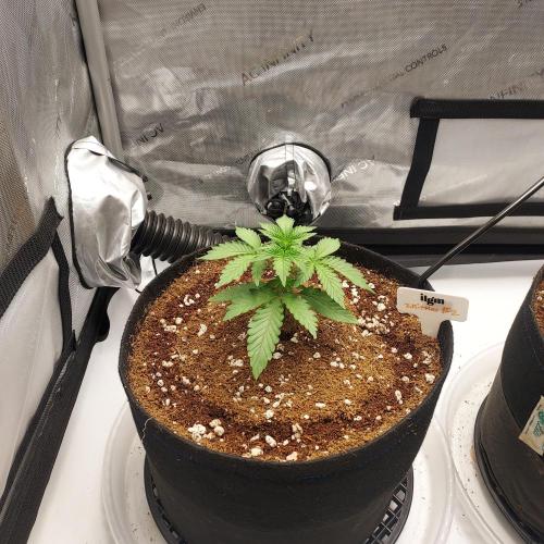Zkittlez (#2) - Double the Rainbow. Week 2 - Day 15 - Air Domes On!