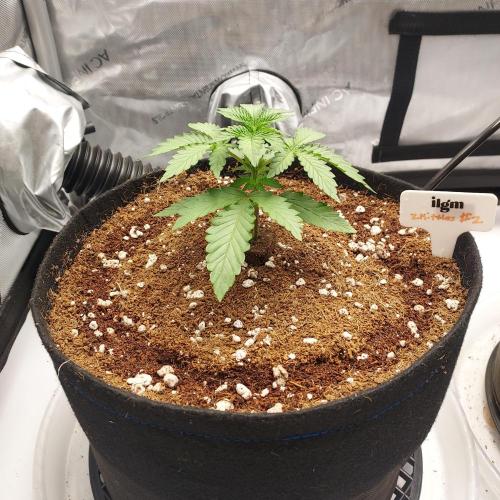 Zkittlez (#2) - Double the Rainbow. Week 2 - Day 15 - Air Domes On!