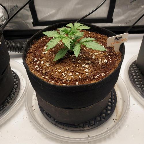 Zkittlez (#1) Auto - Taste the Rainbow. Week 2 - Day 15 - Air Domes On!