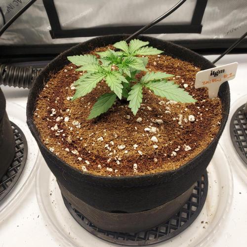 Zkittlez (#1) Auto - Taste the Rainbow. Week 2 - Day 15 - Air Domes On!