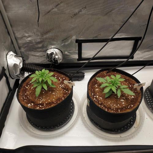 Zkittlez (#1) Auto - Taste the Rainbow. Week 2 - Day 15 - Zkittlez side by side