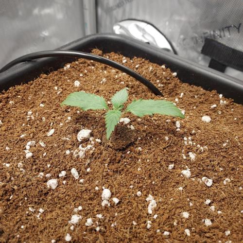 CBG Relief Auto - Pain Relief Hope!. Week 1 - Day 8 - Seems Slow, but Solid