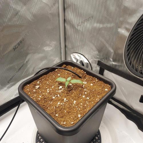 CBG Relief Auto - Pain Relief Hope!. Week 1 - Day 8 - Seems Slow, but Solid