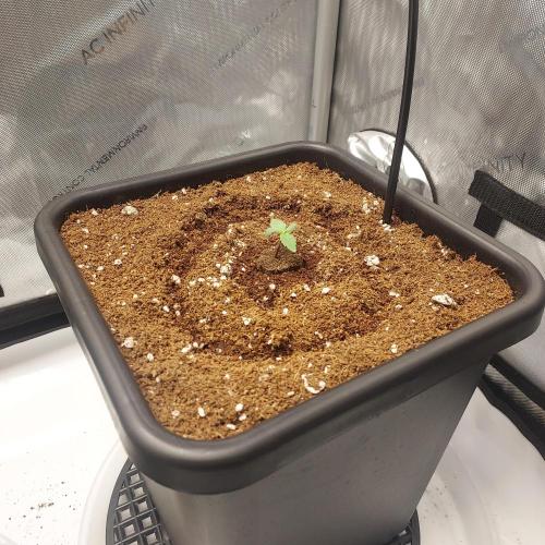 CBG Relief Auto - Pain Relief Hope!. Week 1 - Day 3 - First Water