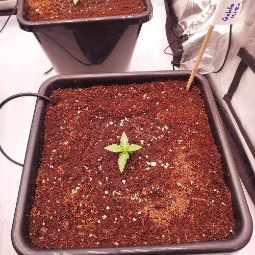 Gelato 41 BX Auto. Week 1 - All Transplanted and Watered-In, The Work Is Done!!