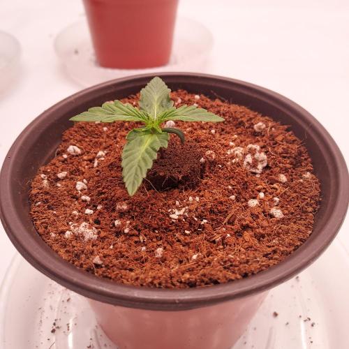Gelato 41 BX Auto. Week 1 - Day 8 - Ready for Transplant!
