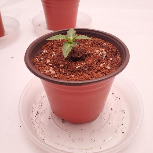 Gelato 41 BX Auto. Week 1 - Day 8 - Ready for Transplant!