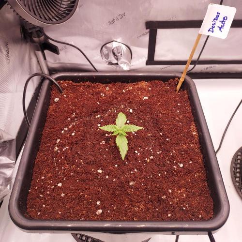 Dos-Si-Dos Auto - Round and Round. Week 1 - Transplanted and watered in!