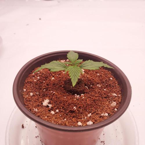 Dos-Si-Dos Auto - Round and Round. Week 1 - Day 8 - Ready for Transplant