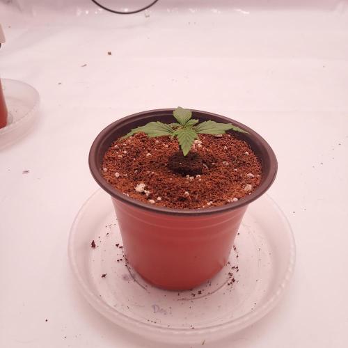 Dos-Si-Dos Auto - Round and Round. Week 1 - Day 8 - Ready for Transplant