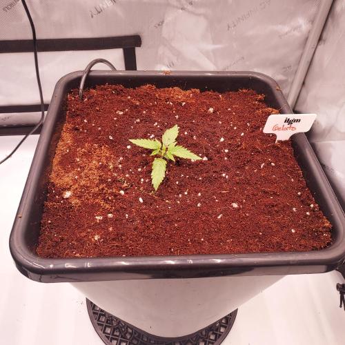 Gelato Auto - I'd Love A Scoop. Week 1 - All Settled, Ready for Growth!