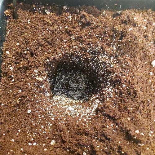 Gelato Auto - I'd Love A Scoop. Week 1 - Mykos And Ready!