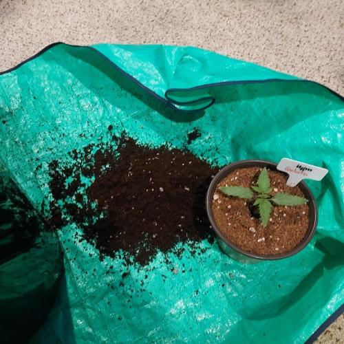Gelato Auto - I'd Love A Scoop. Week 1 - Ready for Planting