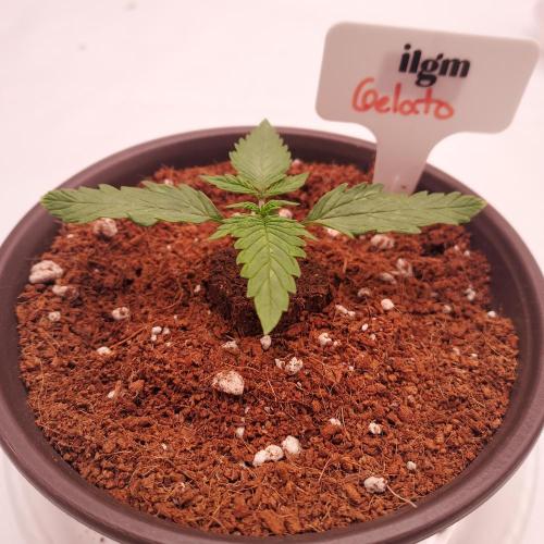 Gelato Auto - I'd Love A Scoop. Week 1 - Day 8 - Ready for Transplant!