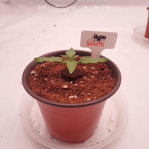Gelato Auto - I'd Love A Scoop. Week 1 - Day 8 - Ready for Transplant!