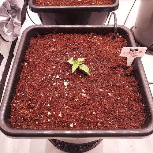 Round #2: Critical Mass CBD Auto. Week 1 - Day 8 - Settled and Ready for Boom!
