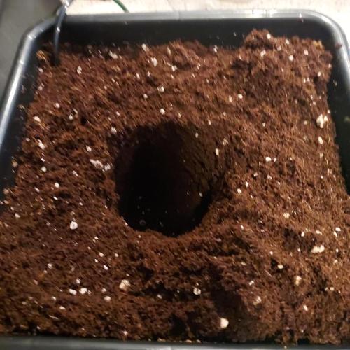 Round #2: Critical Mass CBD Auto. Week 1 - Hole Ready!