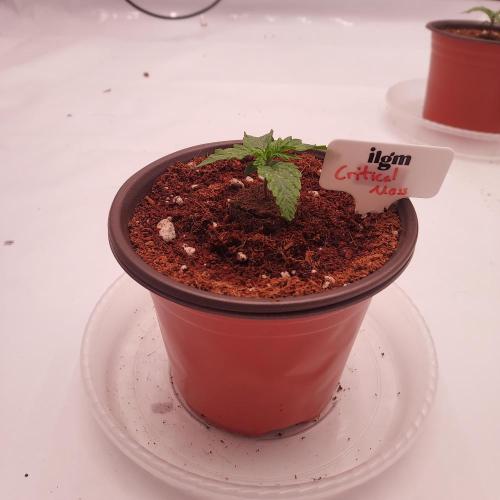 Round #2: Critical Mass CBD Auto. Week 1 - Day 8 - Ready for Transplanting