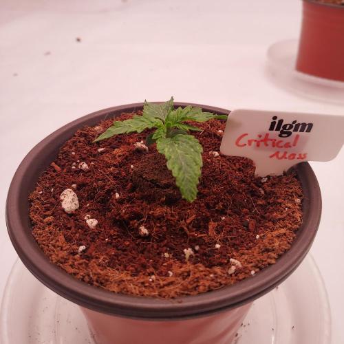 Round #2: Critical Mass CBD Auto. Week 1 - Day 8 - Ready for Transplanting