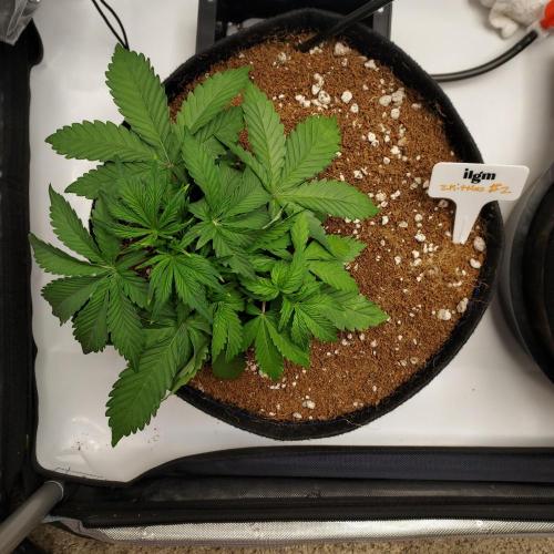 Zkittlez (#2) - Double the Rainbow. Week 3 - Day 21 - Autopots On, Training Continues